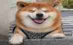 父亲的笑作文优秀7篇