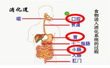 消化实习心得6篇