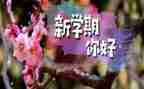 班长个人学期总结8篇