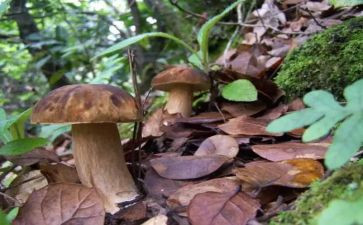 野生菌宣传活动的总结6篇