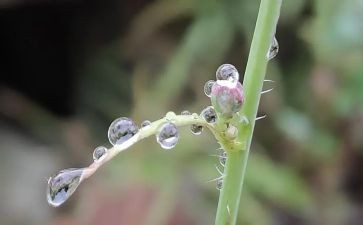 雨的形成教案6篇