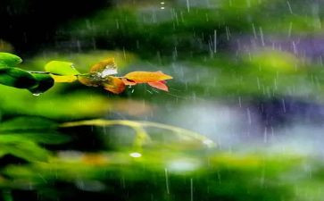 雨巷,读后感6篇