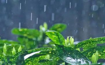 写秋雨作文600字模板5篇