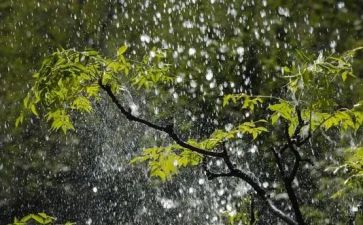 描写雨的优秀作文5篇