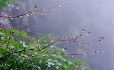 写秋雨的作文500字8篇
