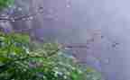 小英雄雨读后感300字6篇