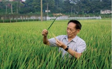 袁隆平转读后感5篇