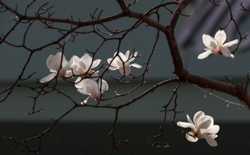 白玉兰花树作文5篇