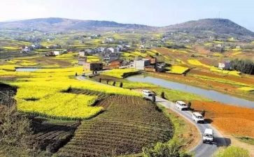 大学生乡村振兴心得体会范文8篇