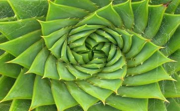 植物的茎的教案8篇