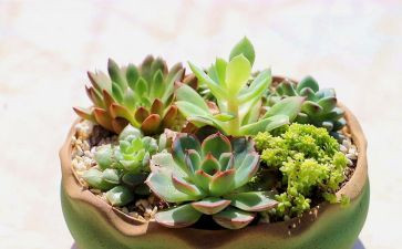 写植物的教案优质7篇
