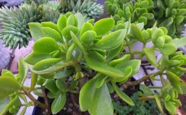 400字植物作文最新5篇