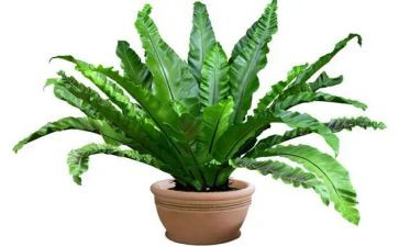 植物角幼儿园教案7篇