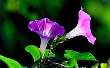 植物的茎的教案模板6篇