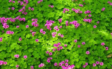 400字描写植物的作文8篇