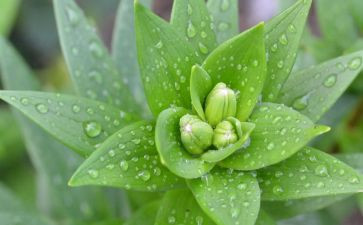 植物教学反思7篇