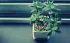 植物400字作文模板5篇