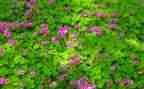 400字描写植物的作文8篇