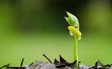 《一粒种子》的读后感8篇