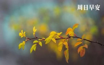 我的周末英语小作文8篇